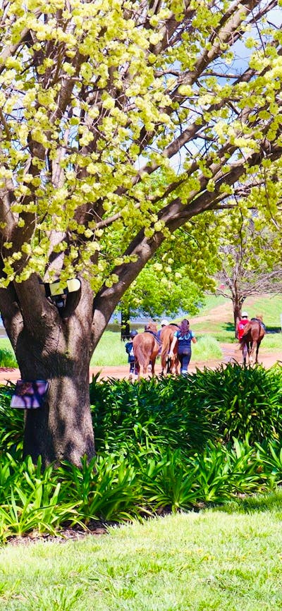 Gooromon Park Riding School