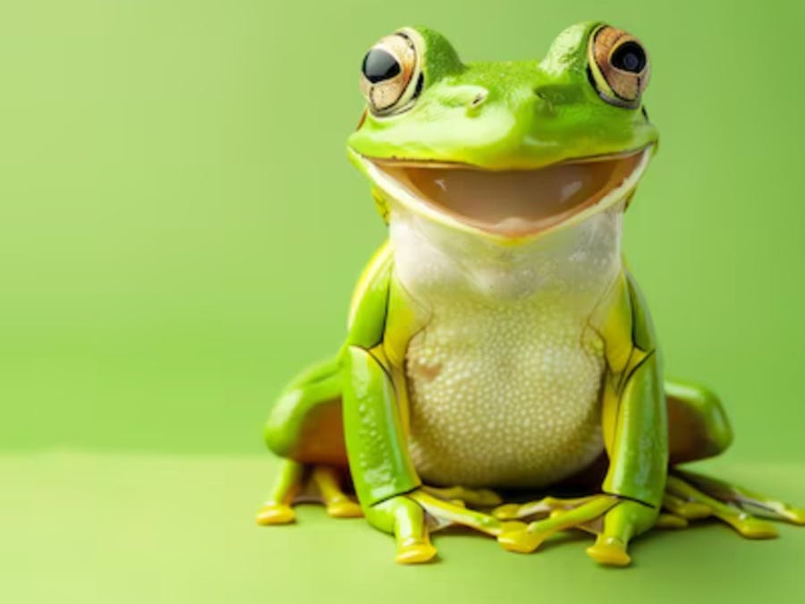 smiling green frog