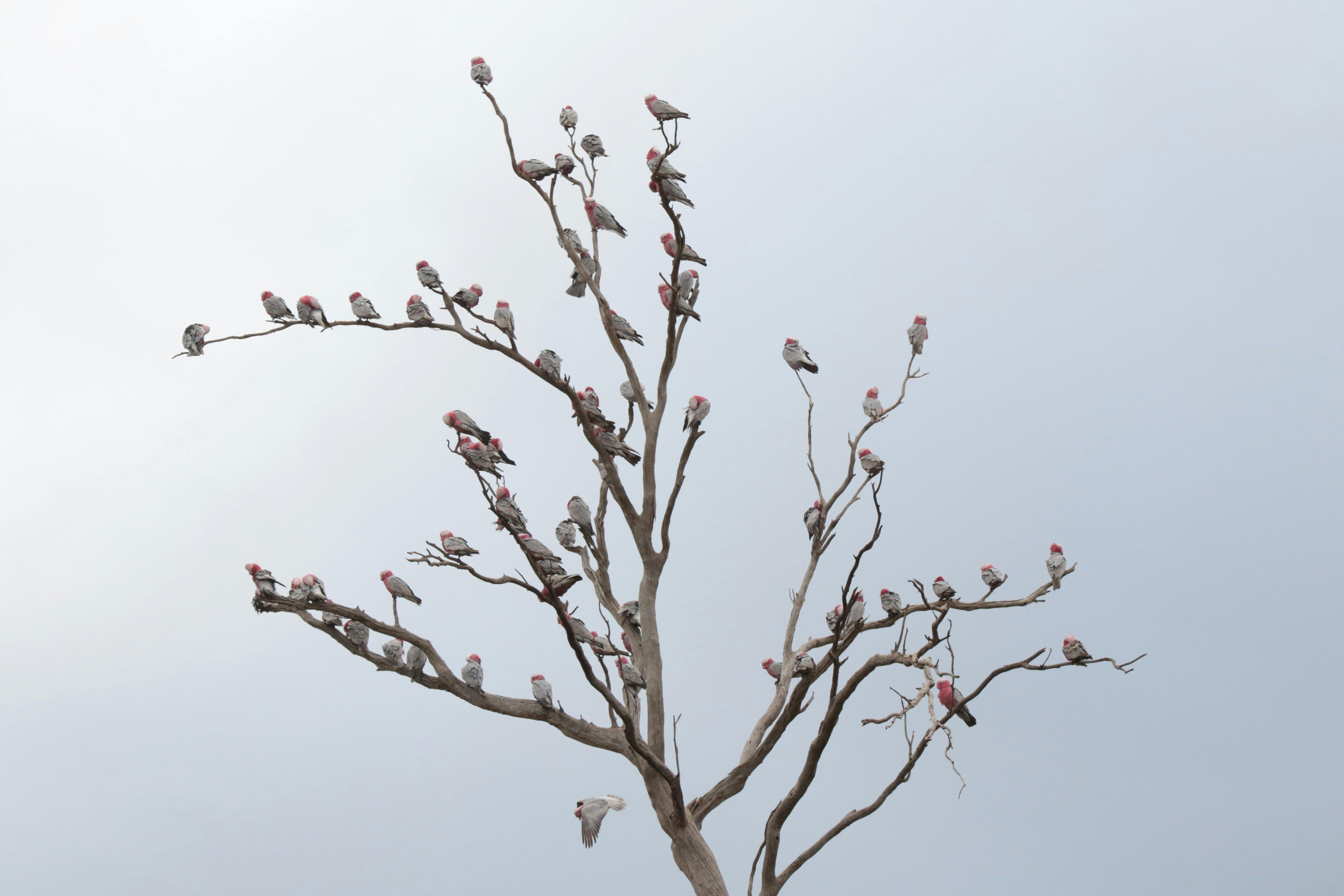 Dead tree full of galahs