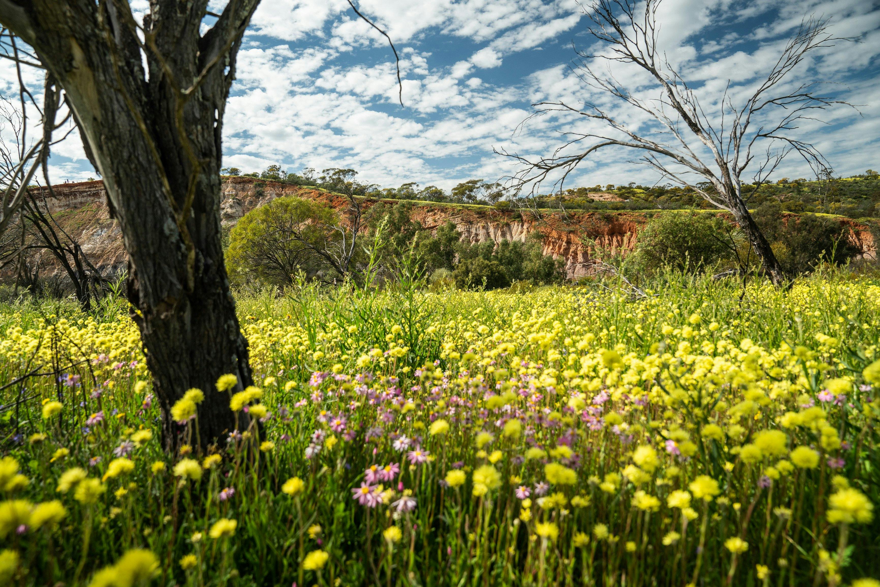 Wildflowers, Coalseam Conservation Park