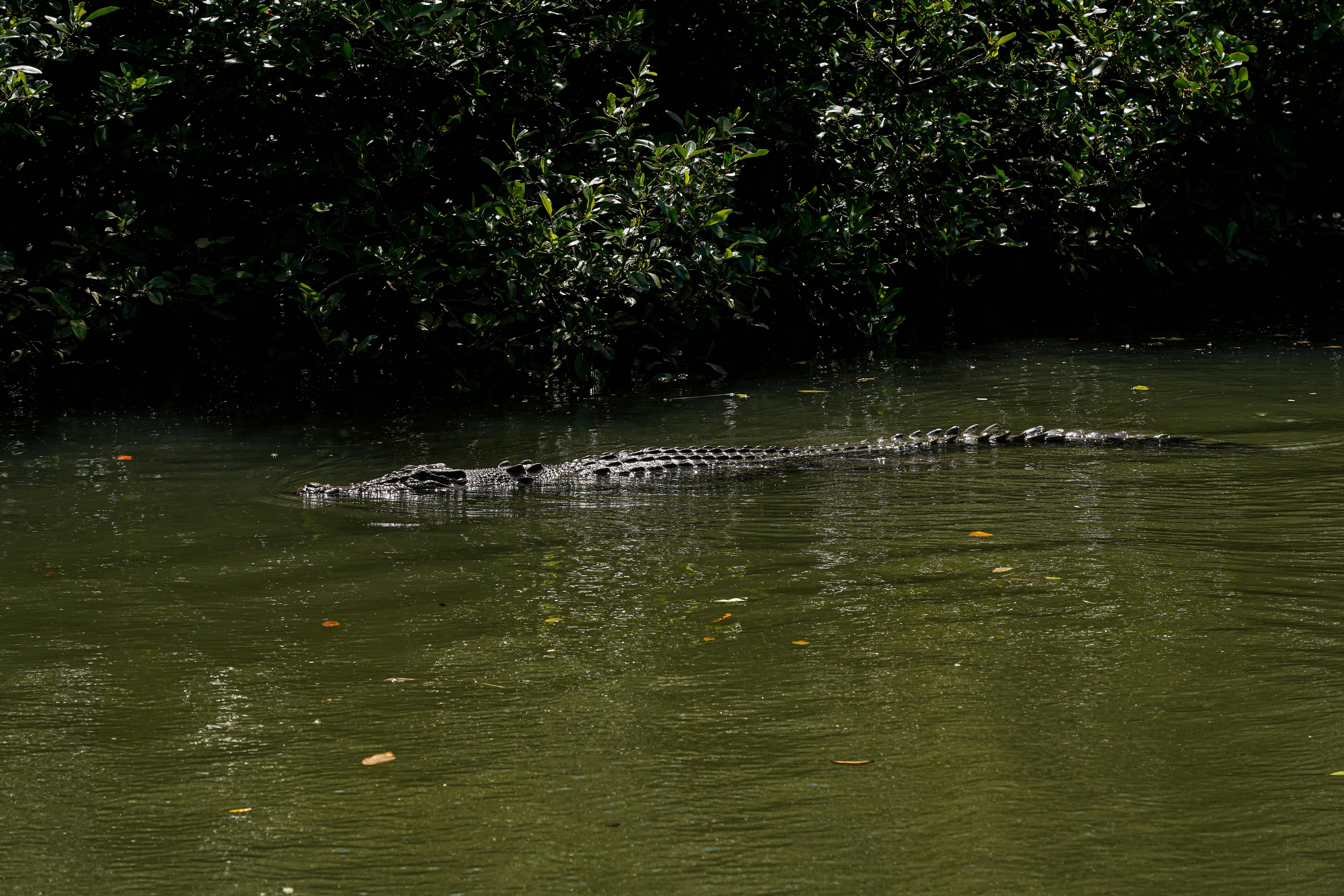 Crocodile spotting in the Daintree