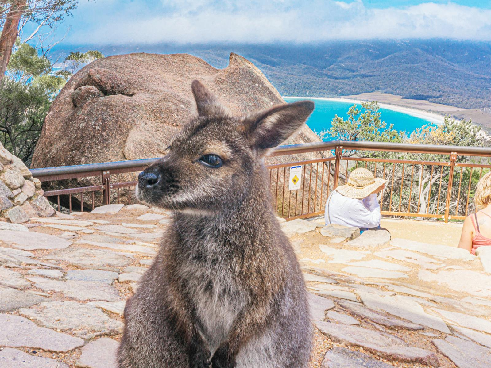 Local resident at Wineglass Bay Lookout
