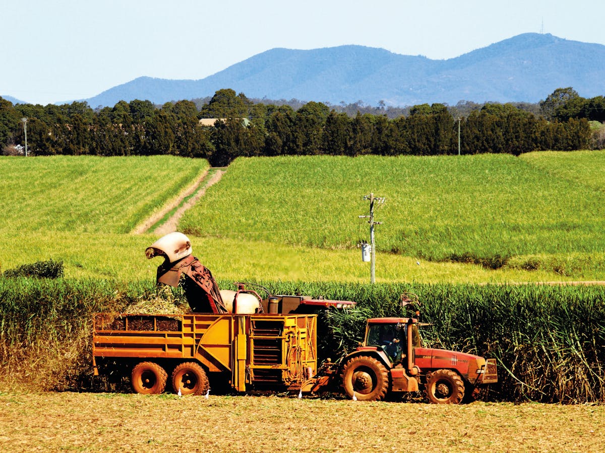 Sugar Cane Harvest