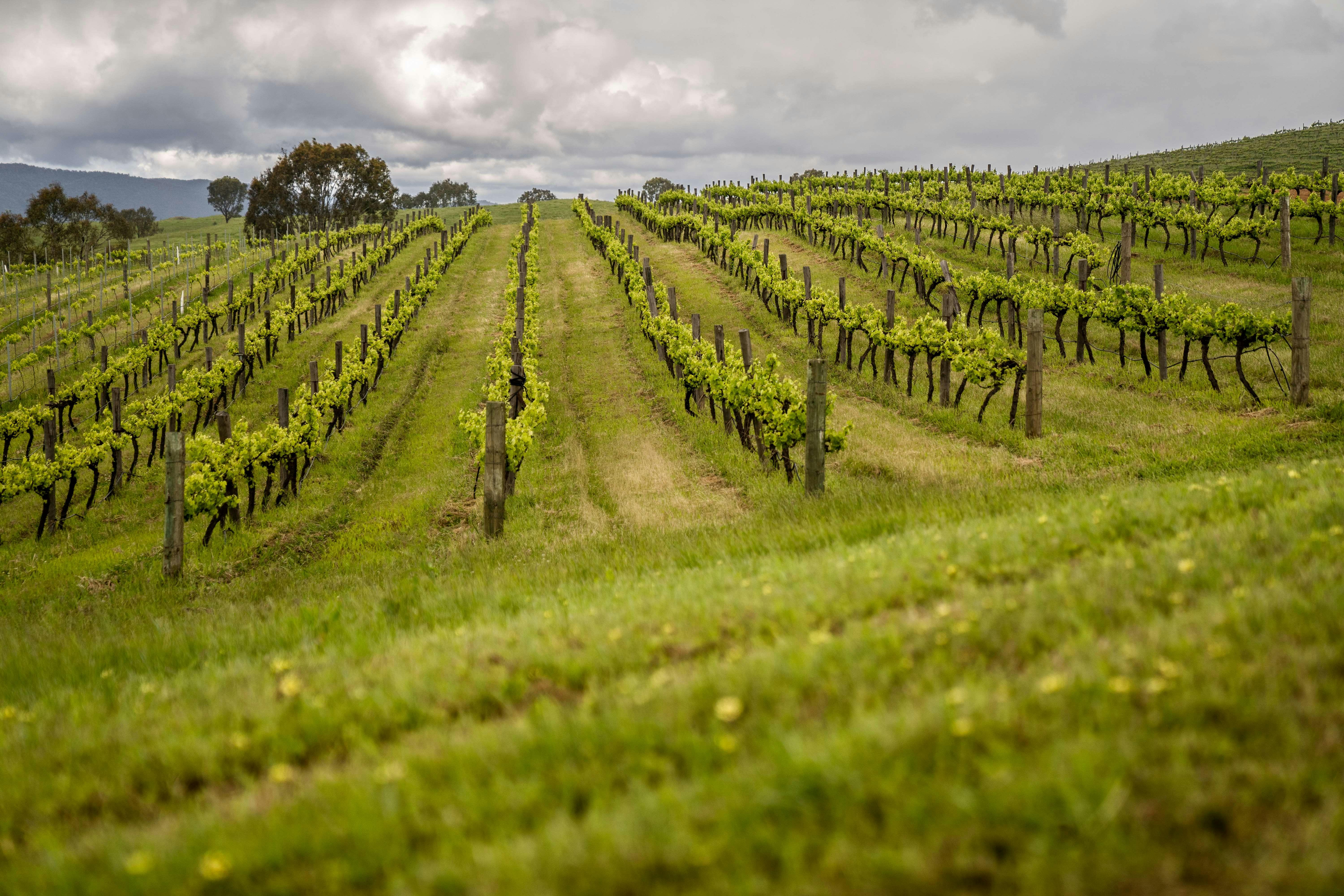 Delatite vines
