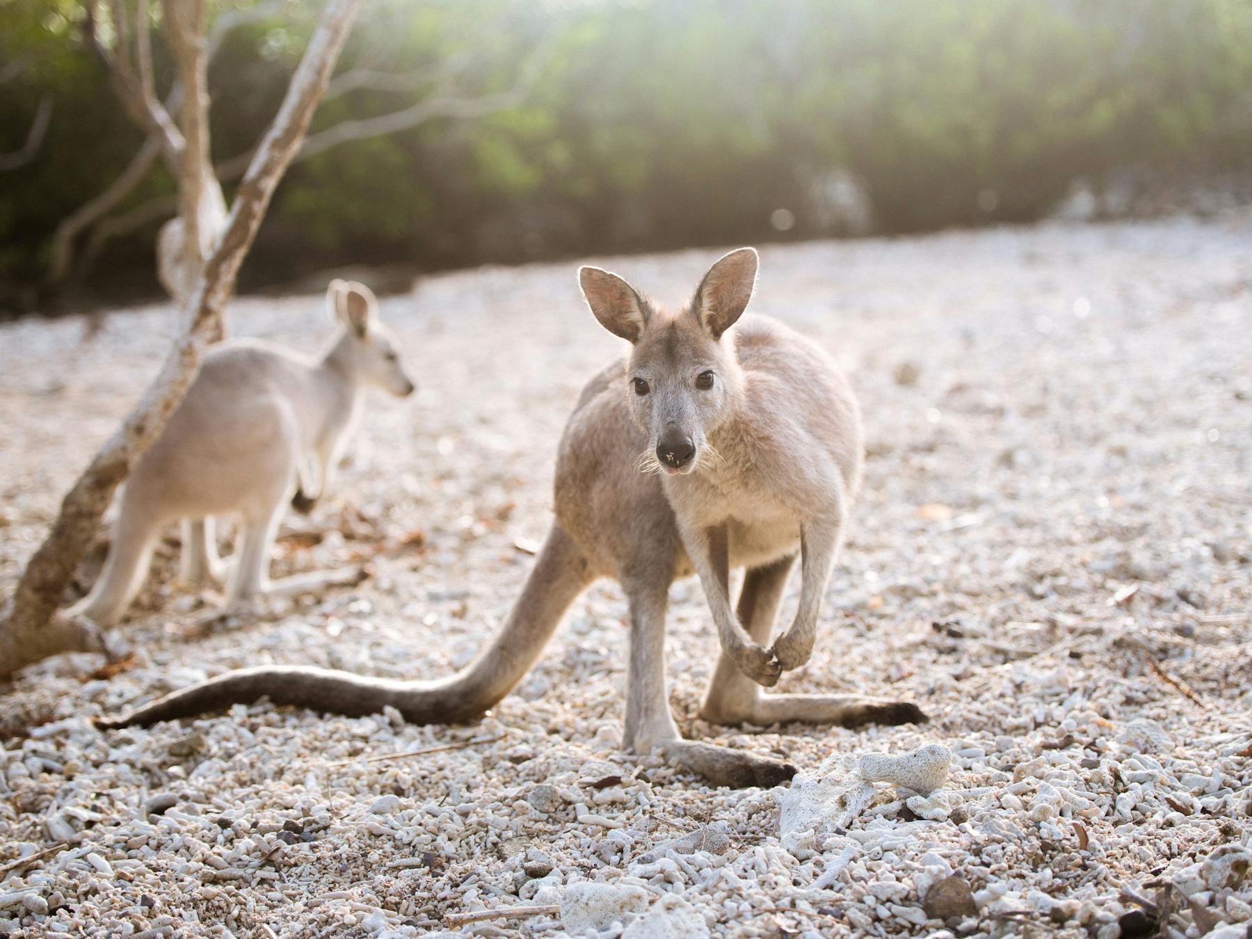 Kangaroos on Daydream Island