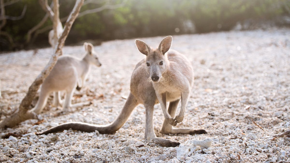 Kangaroos on Daydream Island