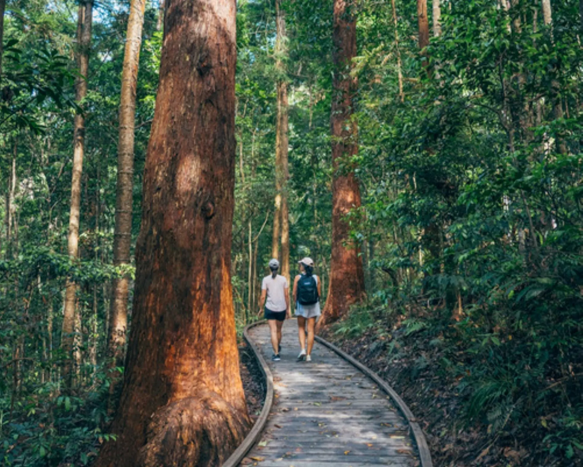 Visitors to the rainforest on the Kondalilla boardwalk