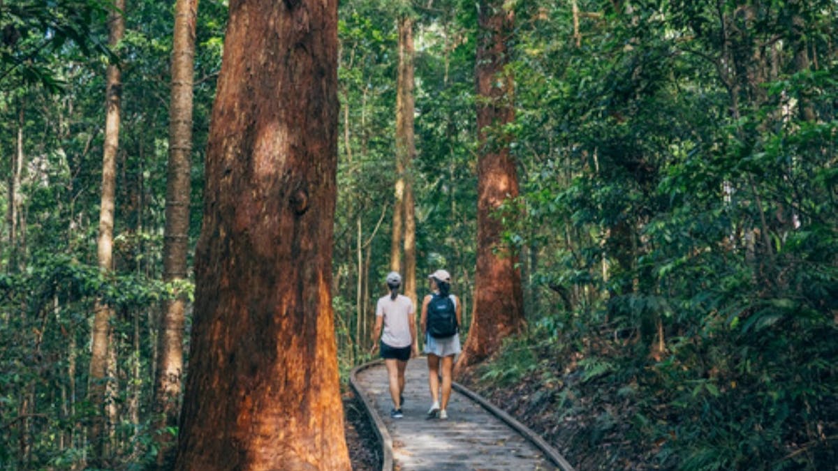 Visitors to the rainforest on the Kondalilla boardwalk