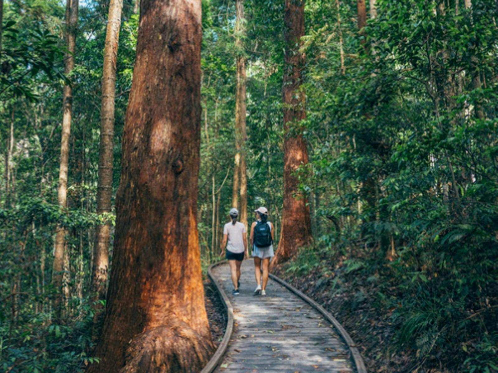 Visitors to the rainforest on the Kondalilla boardwalk