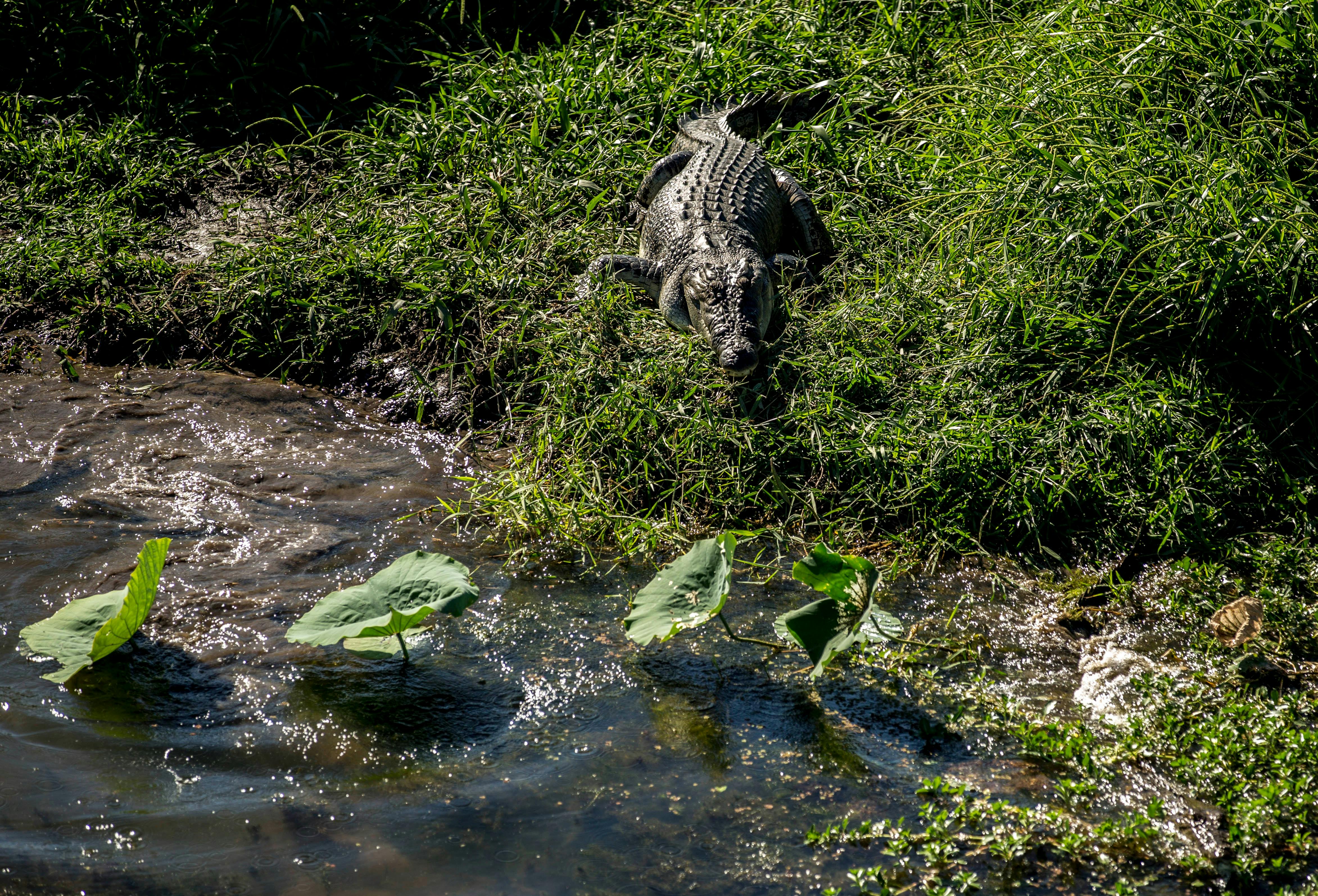 Corroboree Billabong Scenic