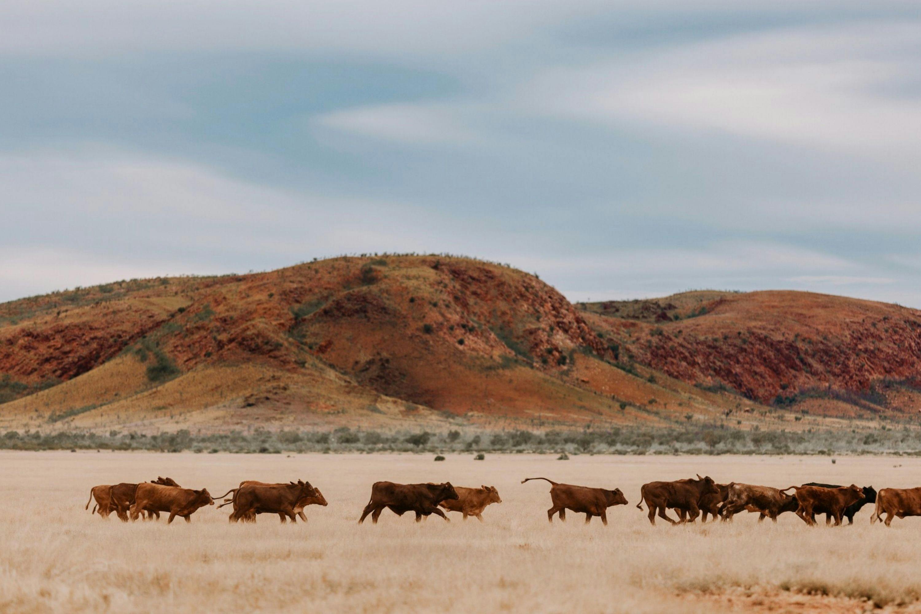 Stations of the Pilbara