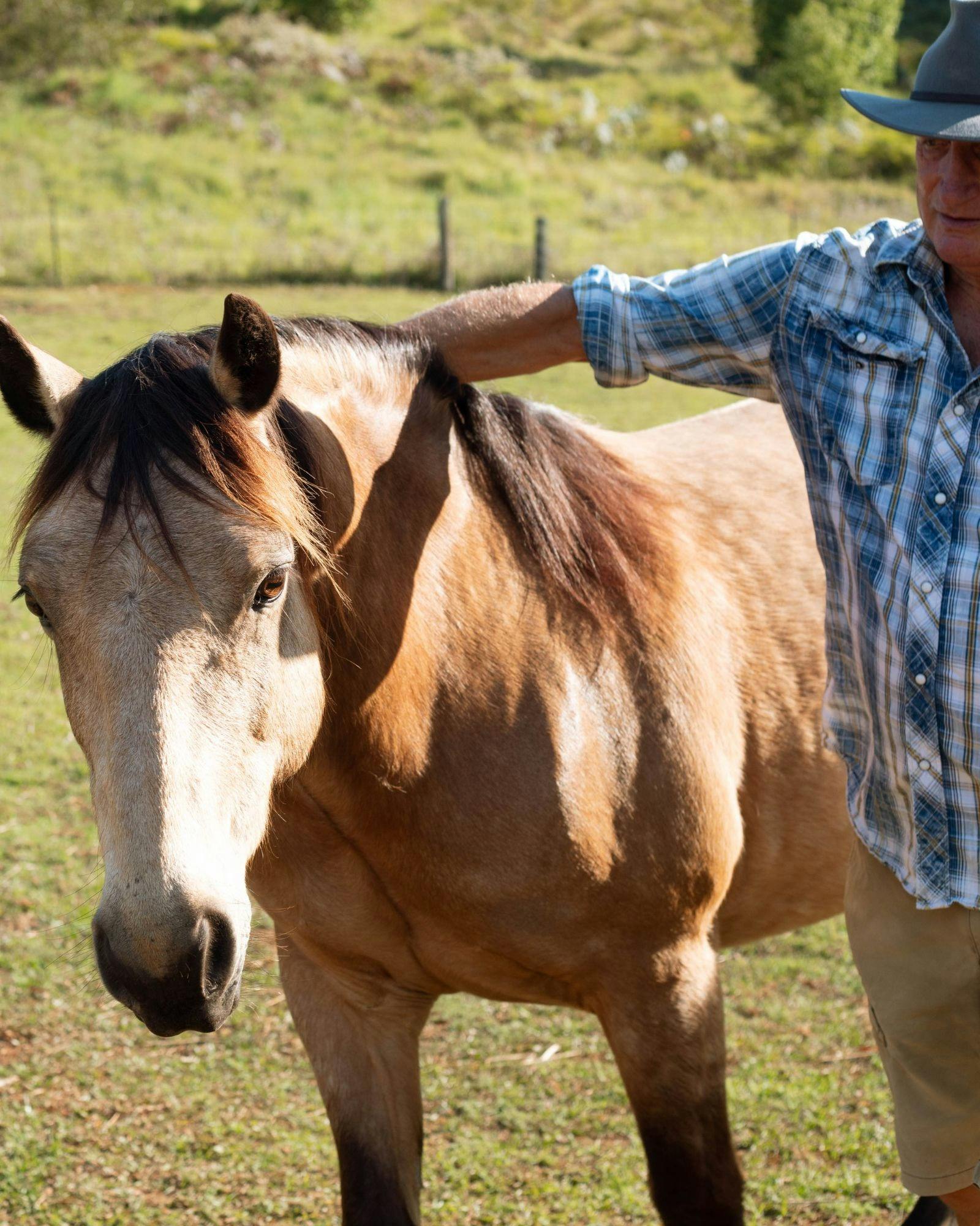 農場の柔らかな日差しの中で、穏やかな馬に手を休める男性。
