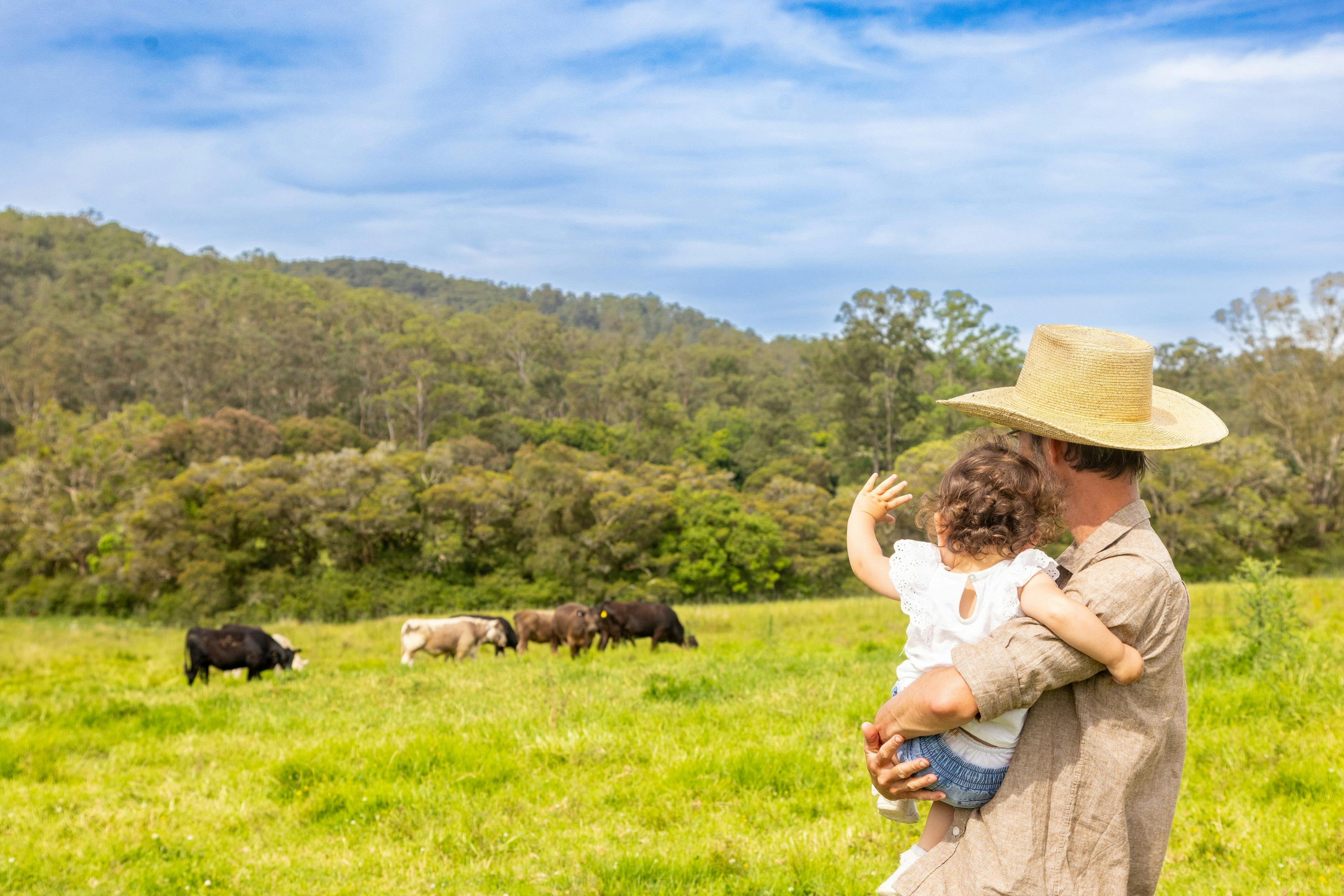 Father and toddler observing the cows in the paddock