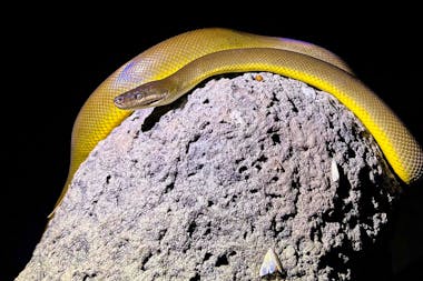 Outback Camp Overnight Tour