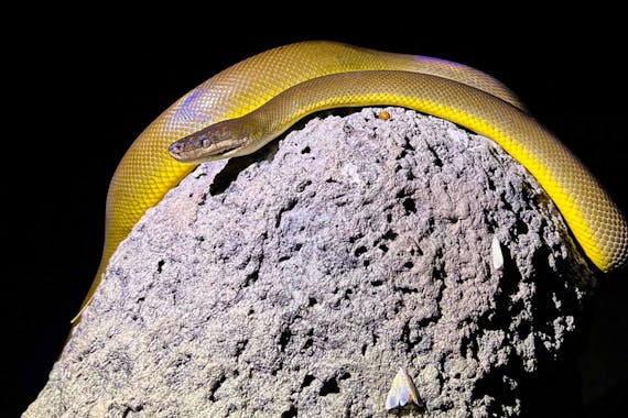 Outback Camp Overnight Tour