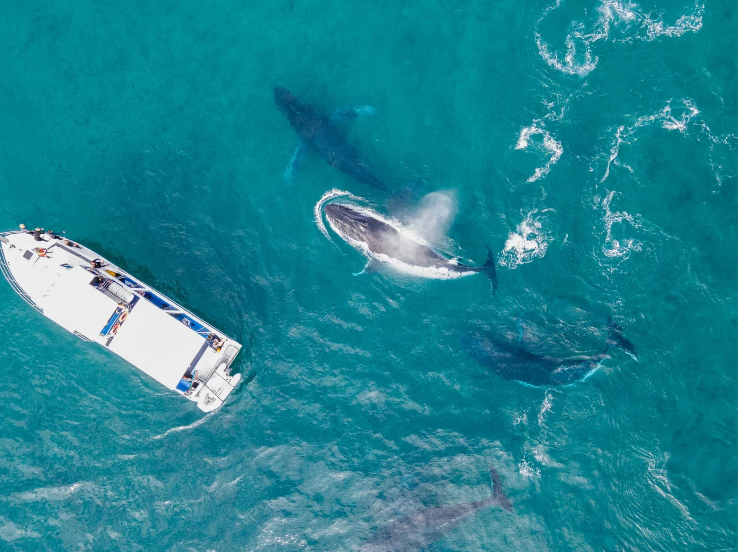 Wavelength III Humpback whales