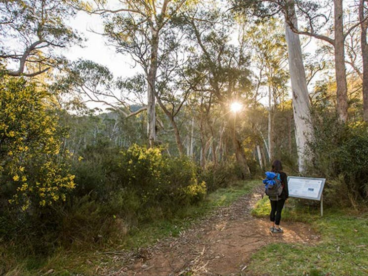 Yarrangobilly Caves – River walk