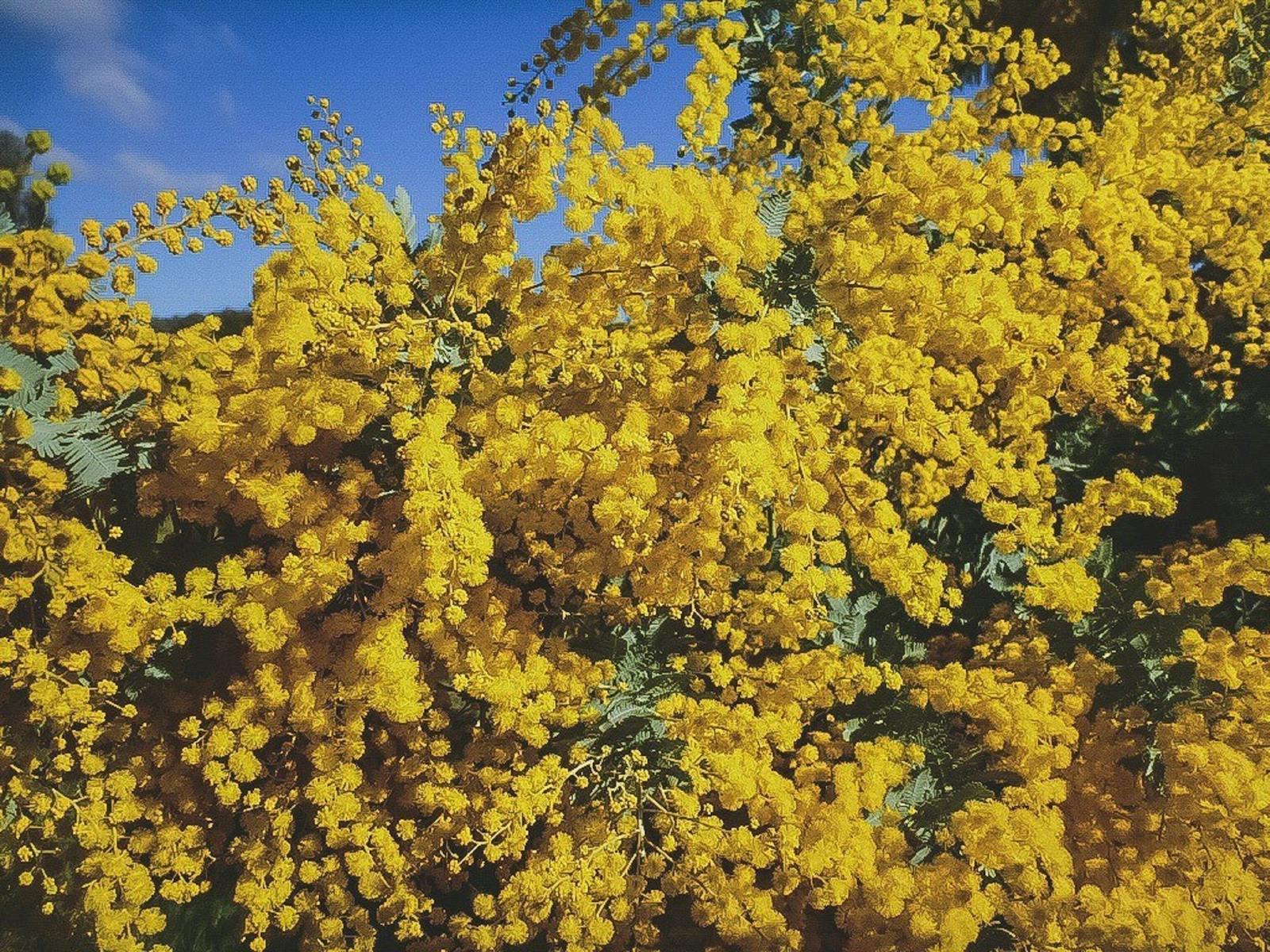 Image for Wattle Time Fair and Street Parade