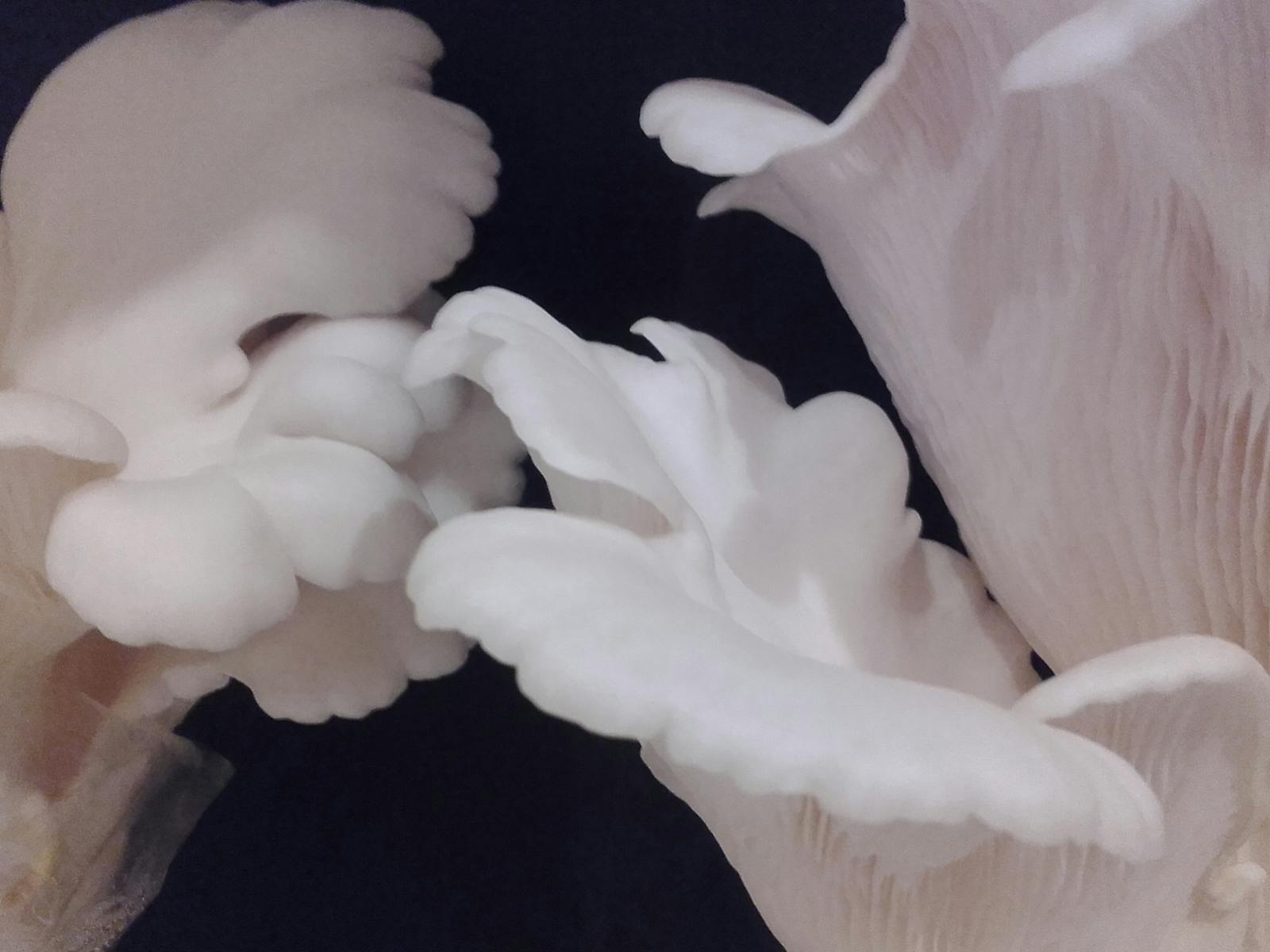 Gourmet mushrooms