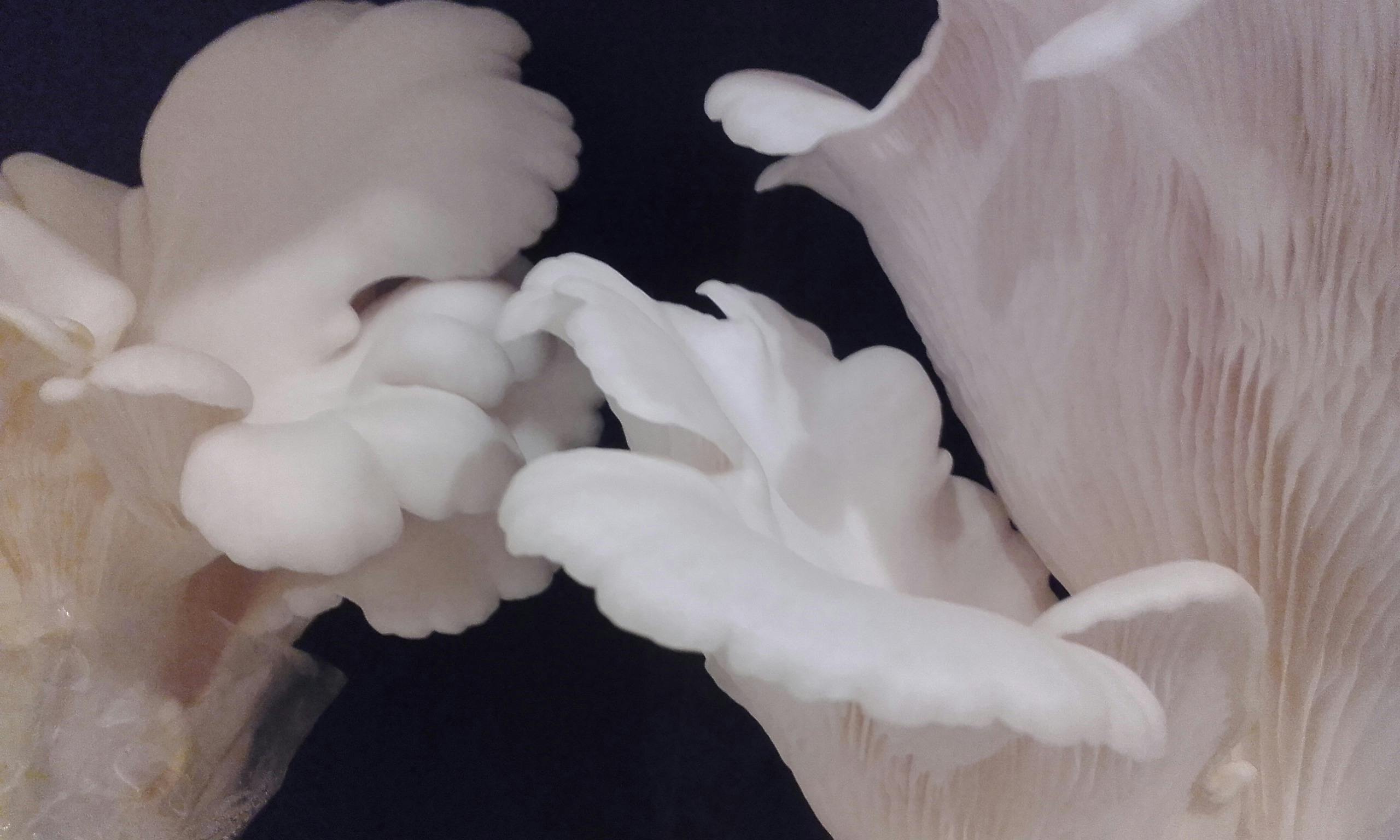 Gourmet mushrooms