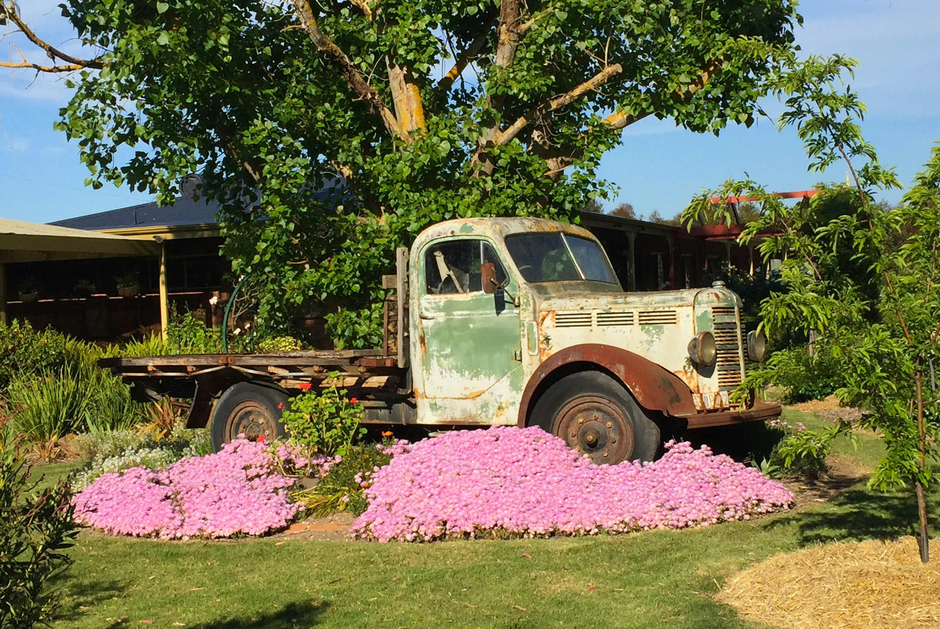 Open Gardens Victoria - Moriac Heights, old ute and flowers