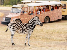 a zebra standing in front of a zoo tour cart