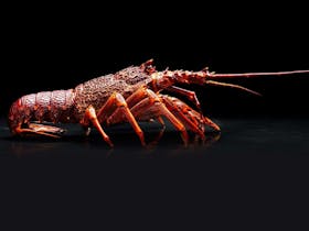 Southern Rock Lobster