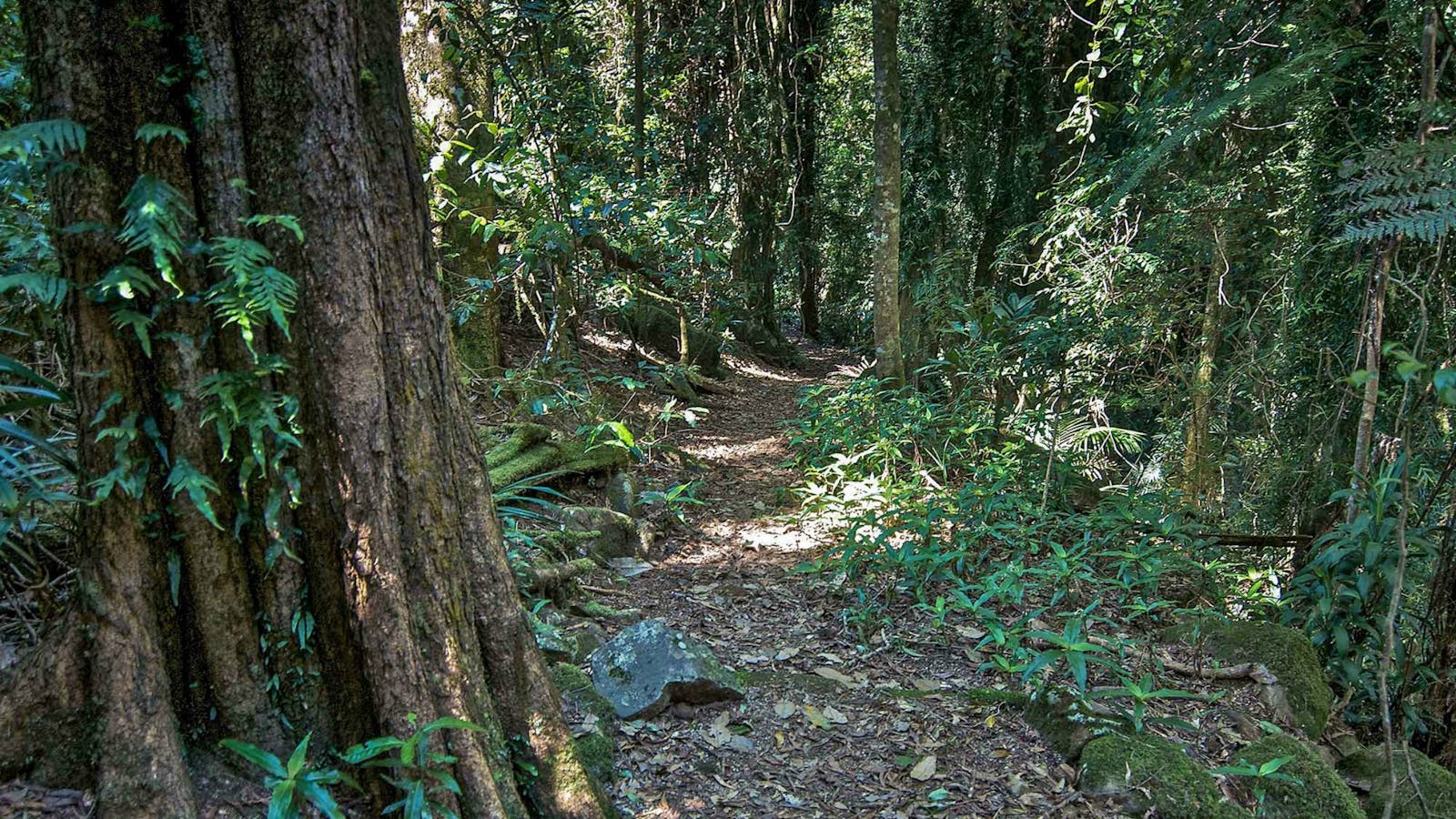 Pholis Gap Walking Track