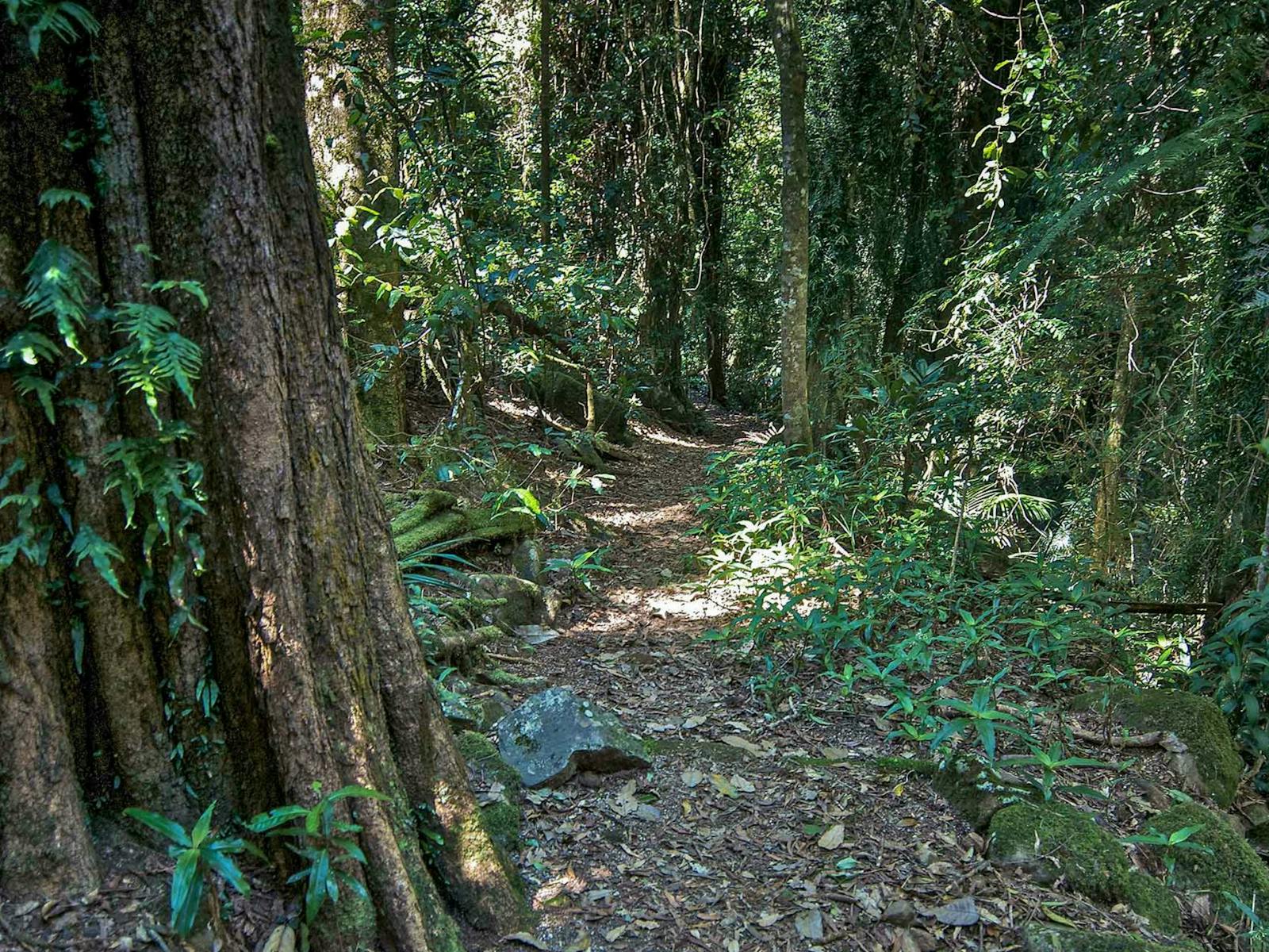 Pholis Gap walking track, Nightcap National Park. Photo: B. McLachlan