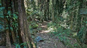 Pholis Gap Walking Track