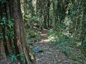 Pholis Gap Walking Track
