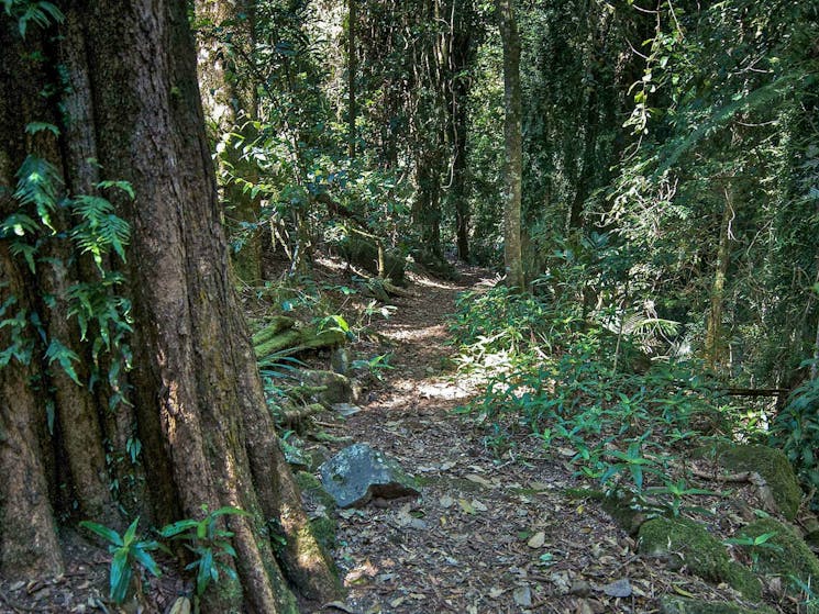 Pholis Gap walking track, Nightcap National Park. Photo: B. McLachlan