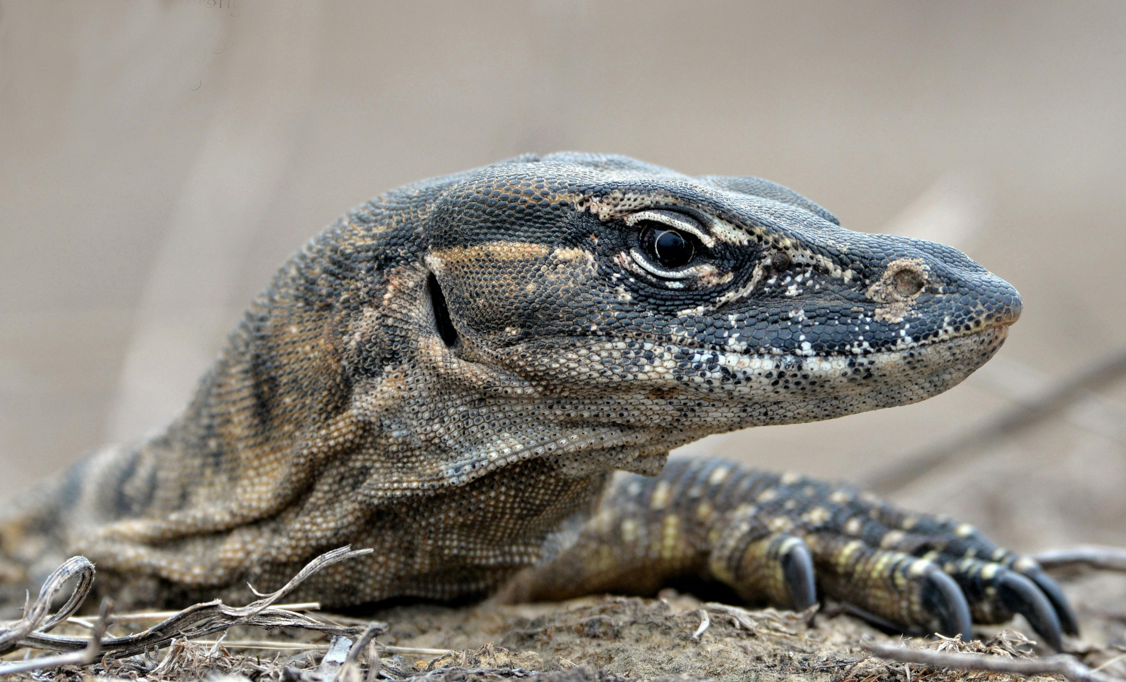 Ancient wildlife on Kangaroo Island