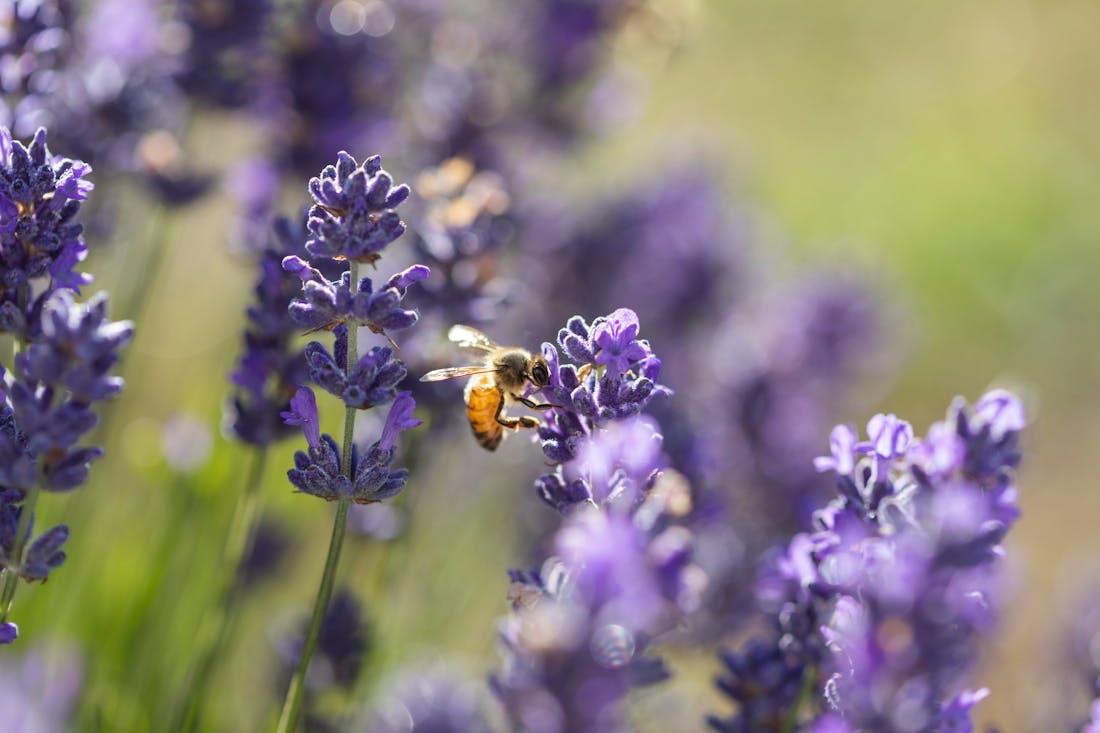 Jurlique VIP Tour Biggs Flat, Tour Service South Australia