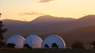 Kangaroos in front of telescope domes at sunset.