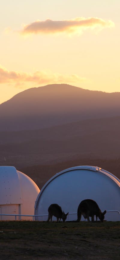 Kangaroos in front of telescope domes at sunset.