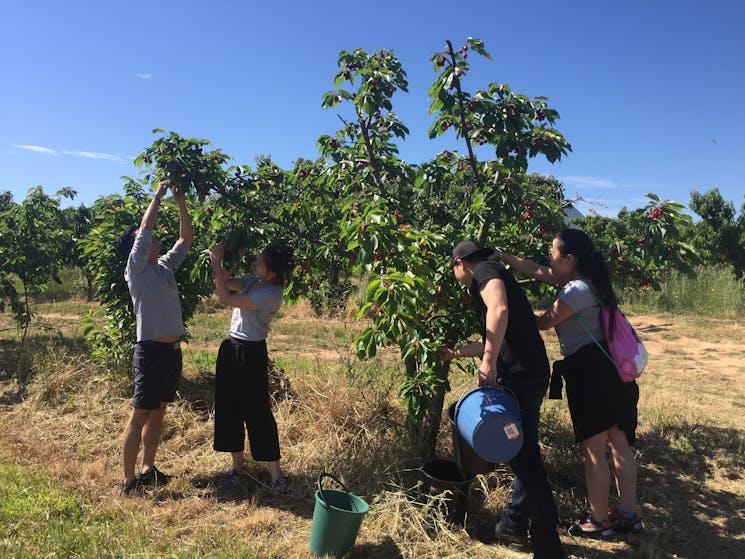 Pick your own cherries - what fun!