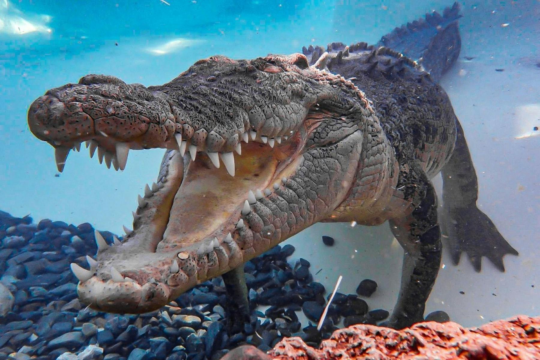 Saltwater Crocodiles