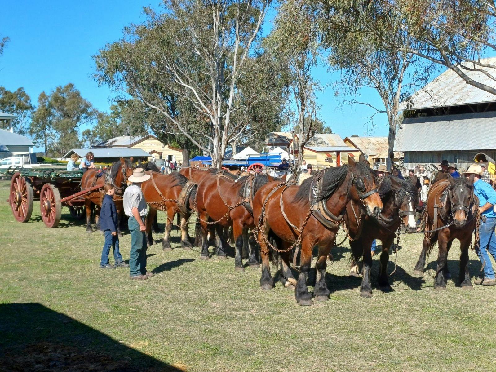 Heavy horse team Heavy horse team