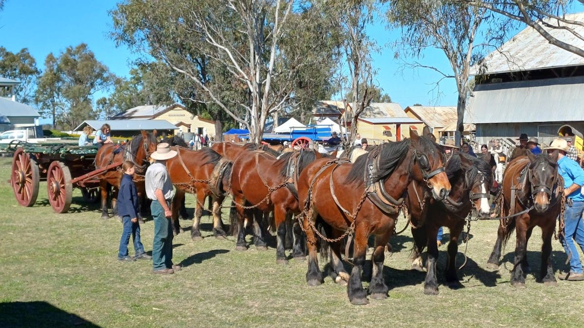 Heavy horse team