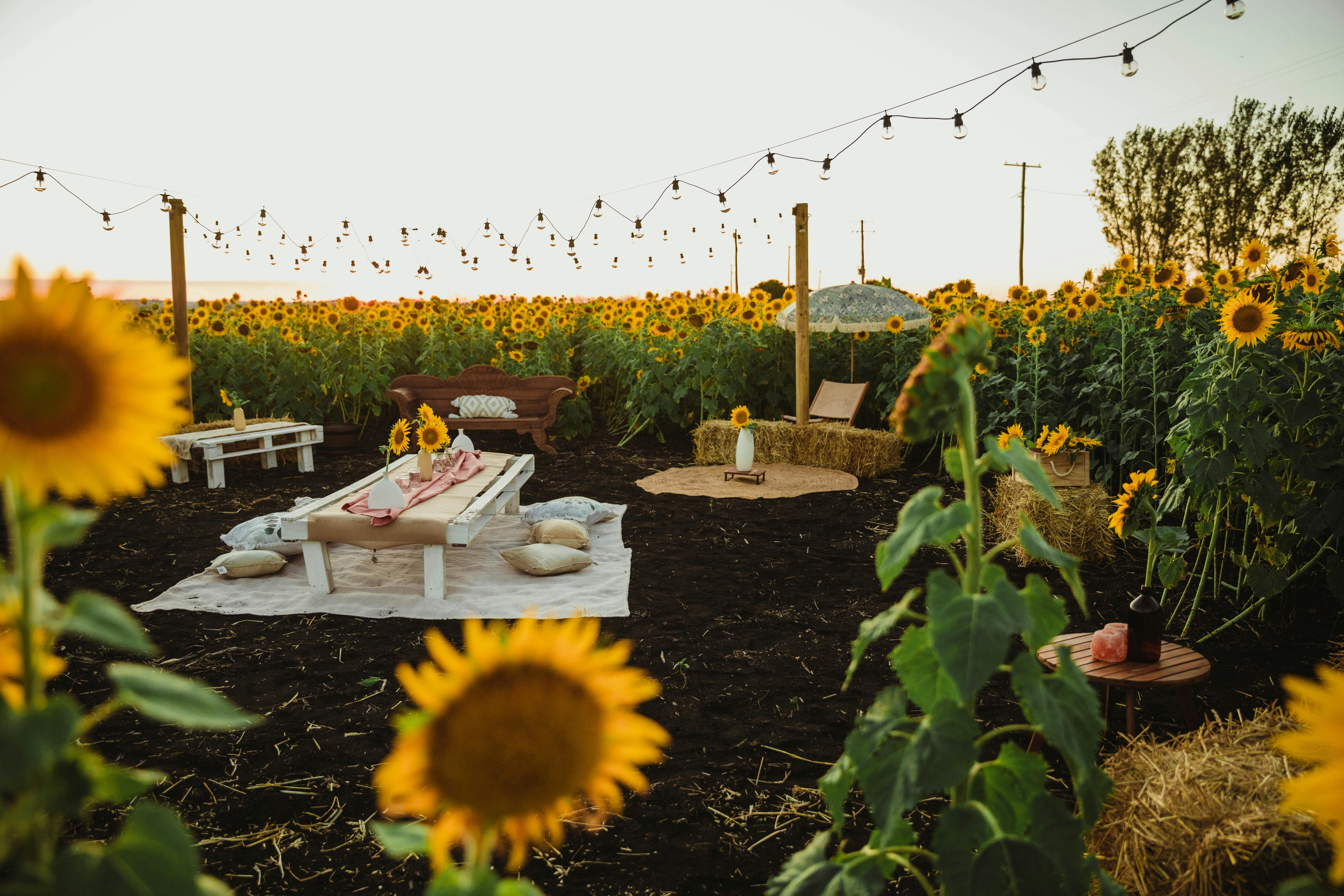 Sunflowers