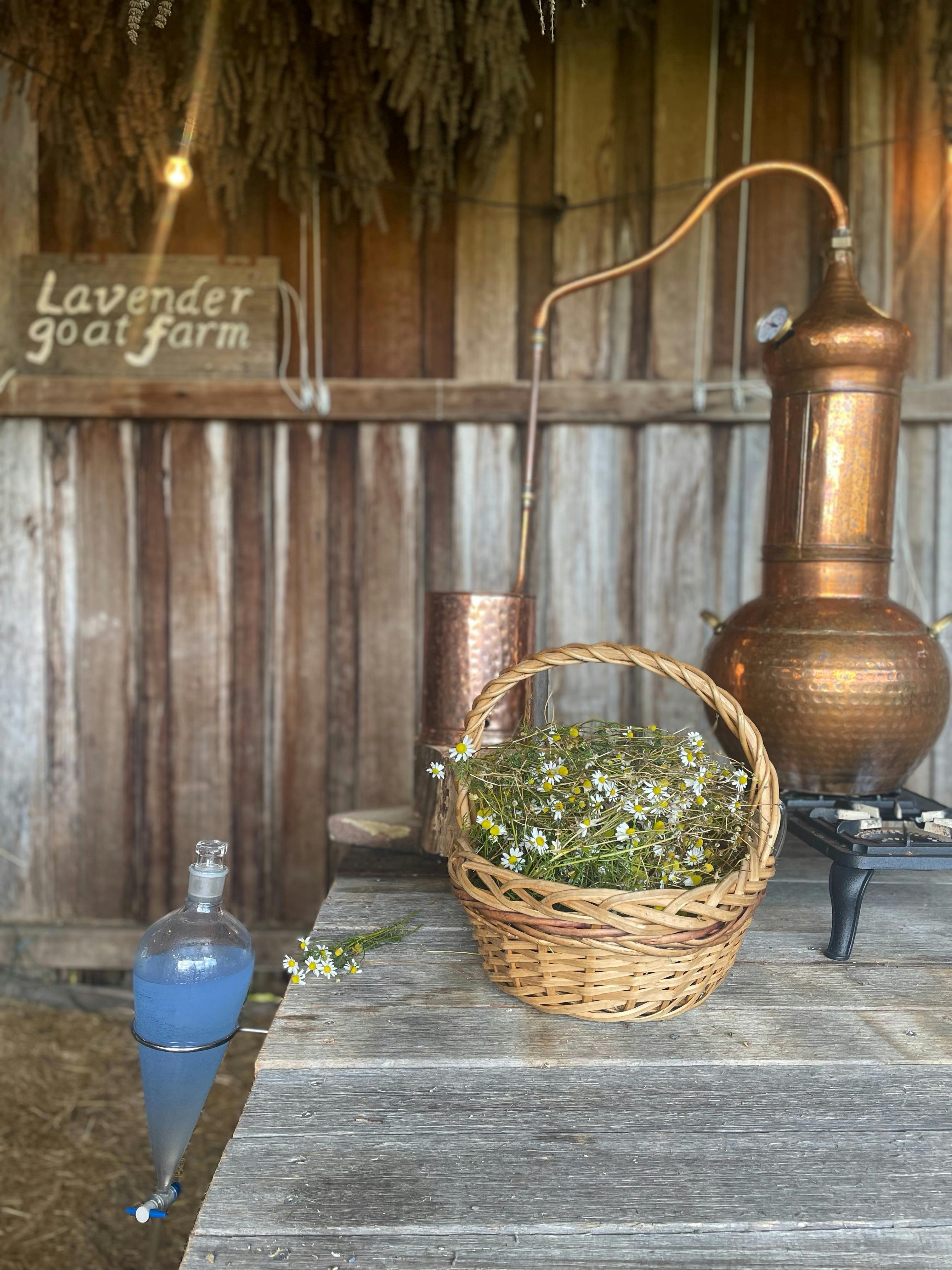 Lavender Goat Farm