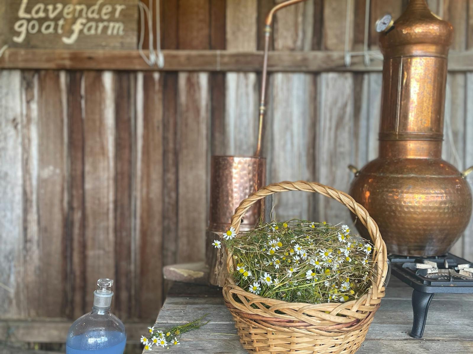 Alembic copper pot and basket of chamomile