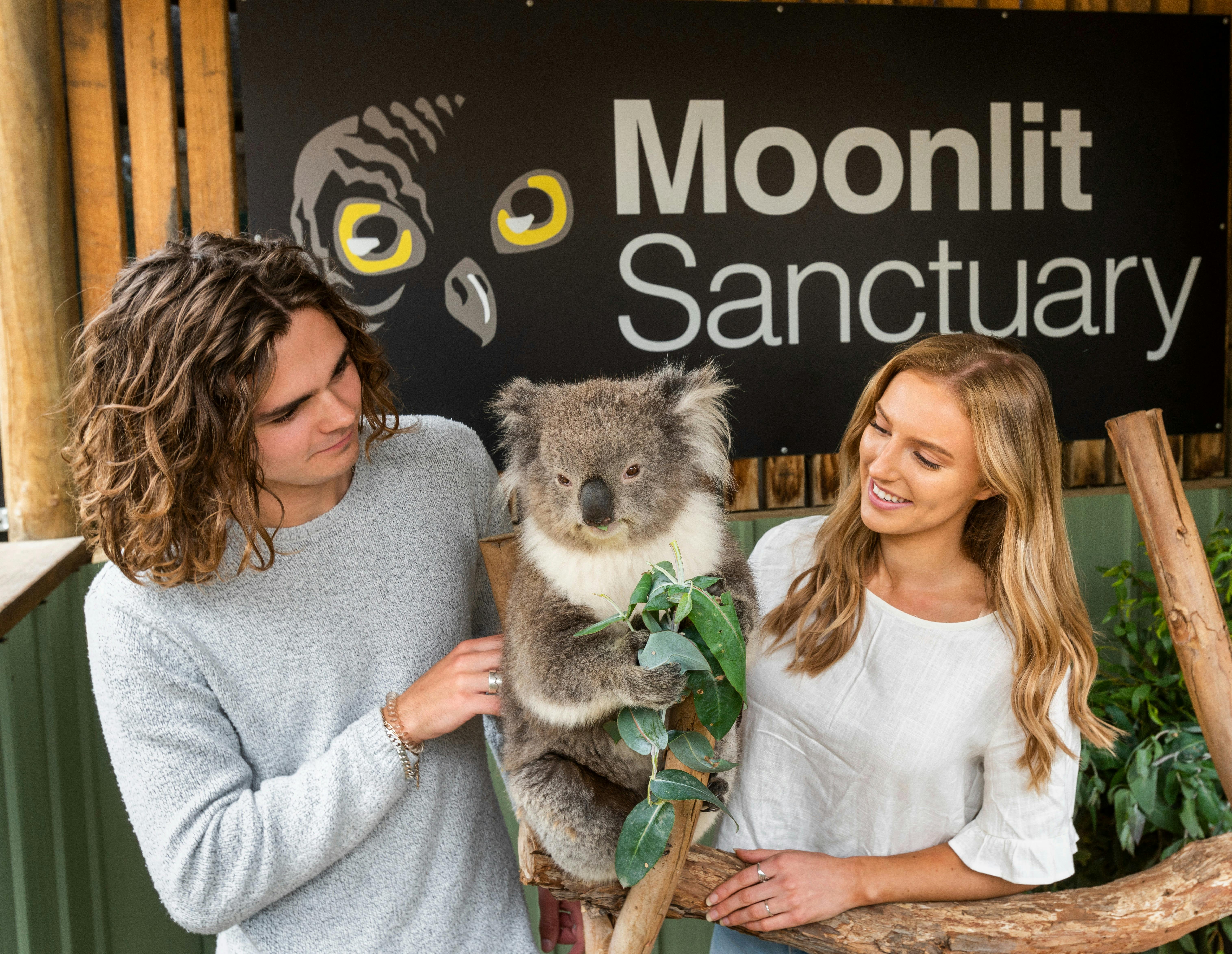 Koala Pat
