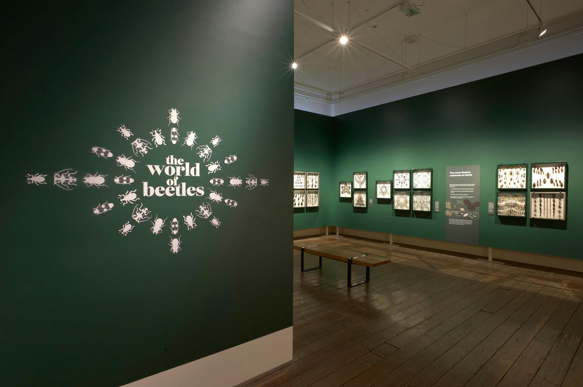The World of Beetles
