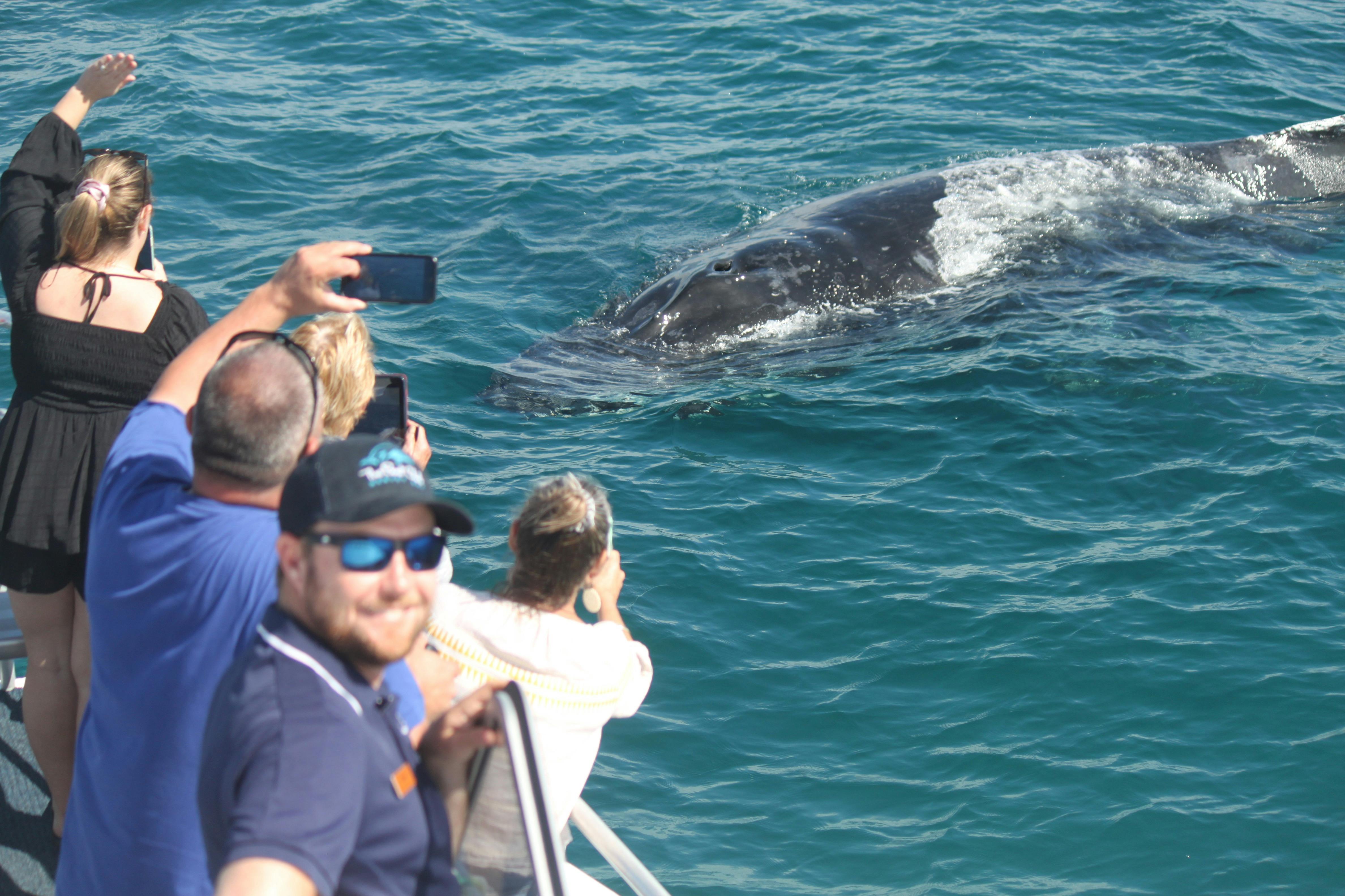 The Whales love our big colourful stable boat.  Amaroo is has 3 viewing areas.