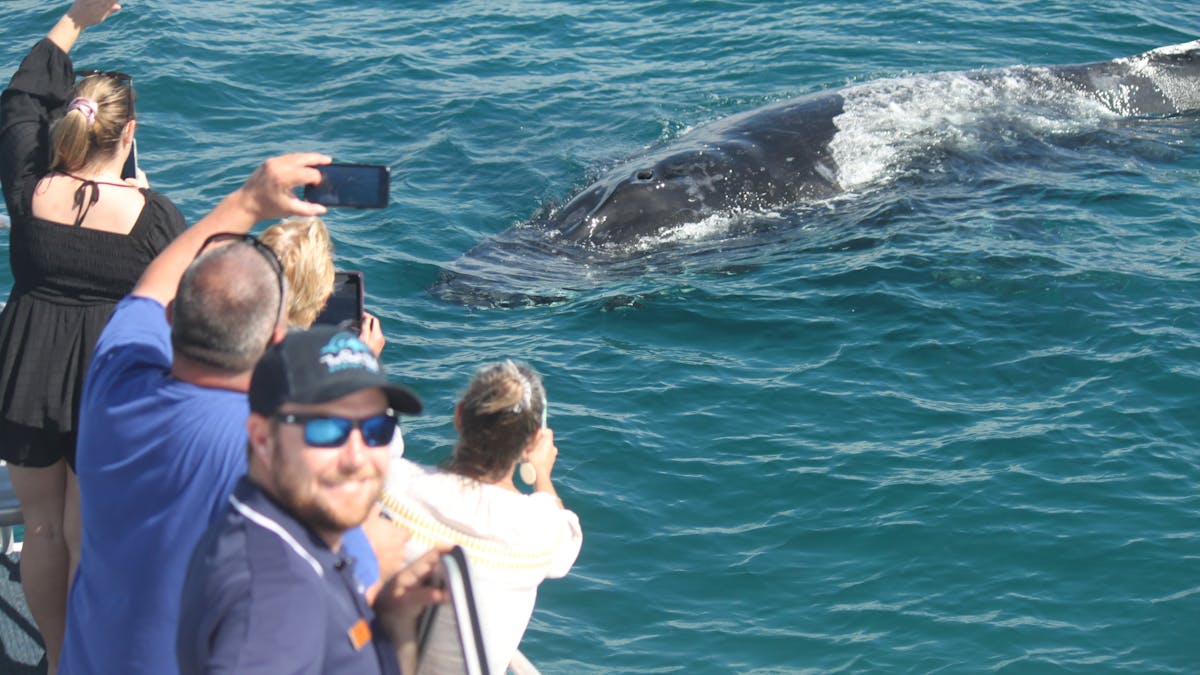 The Whales love our big colourful stable boat.  Amaroo is has 3 viewing areas.