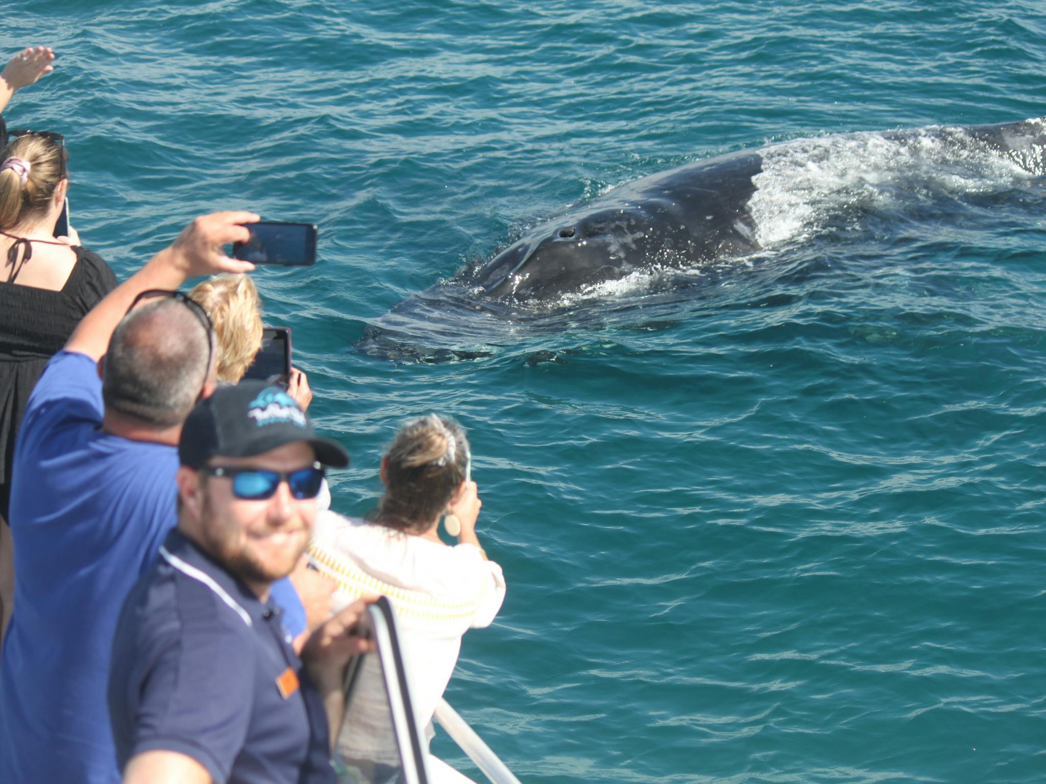 The Whales love our big colourful stable boat.  Amaroo is has 3 viewing areas.