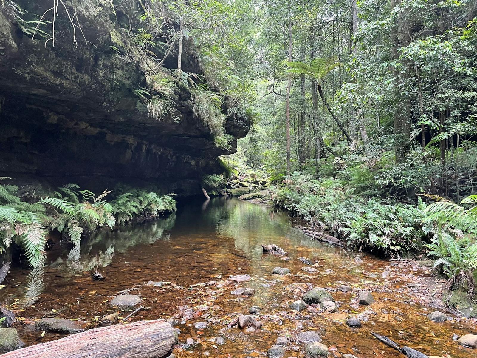 Stream in the Blue Mountains NP
