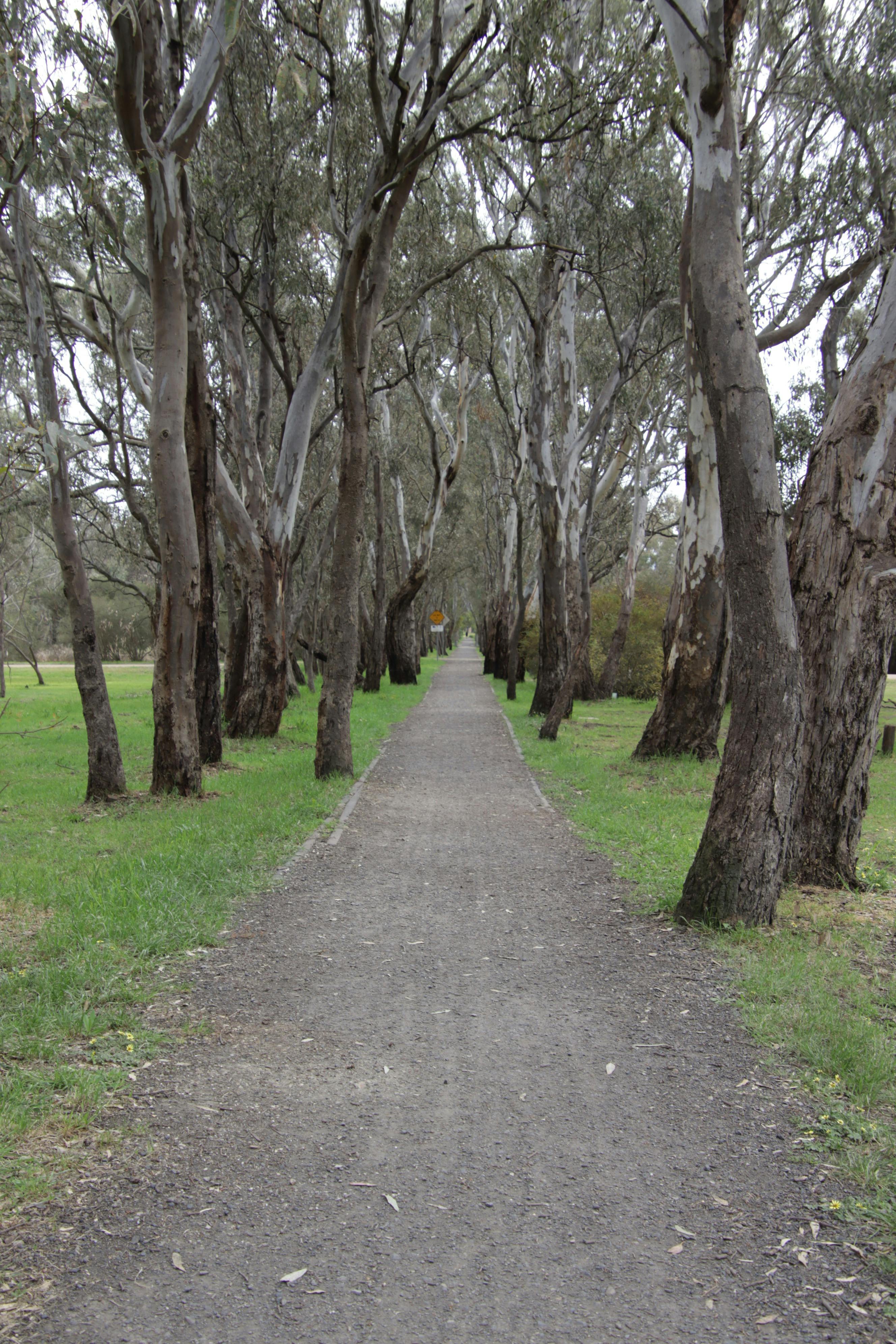 Trees lining the path along the walkway